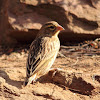 Southern Red Bishop (Female)