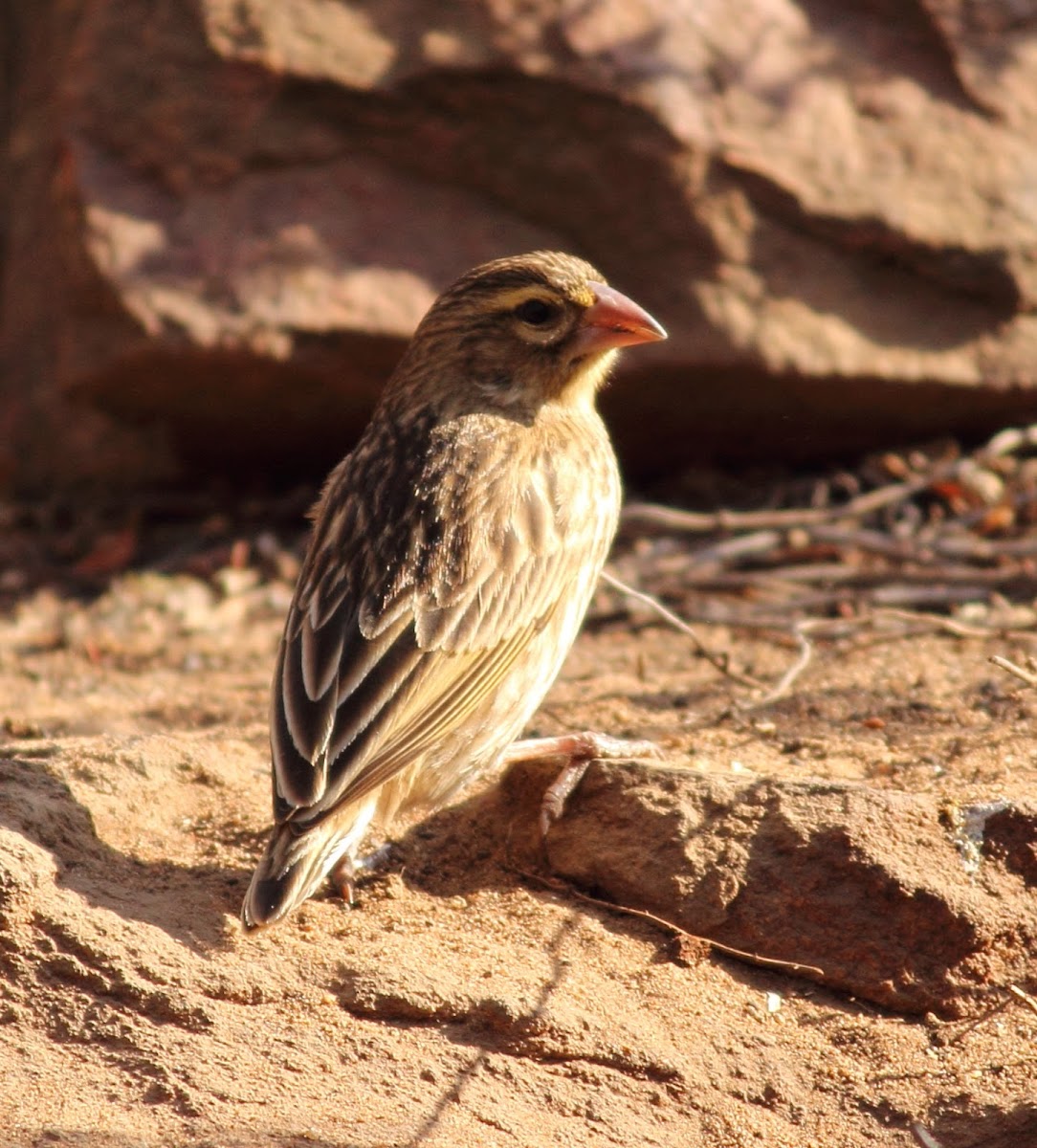 Southern Red Bishop (Female)