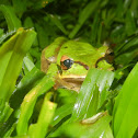 Masked tree frog
