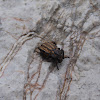 Garlic weevil beetle