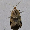 Garden Tortrix Moth