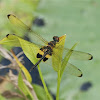 Yellow-barred Flutterer