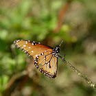 queen butterfly