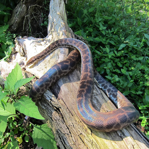Spotted Python | Project Noah