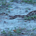 Canebrake/Timber Rattlesnake