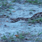 Canebrake/Timber Rattlesnake
