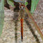Globe Skimmer (male)