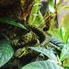 Black-speckled Palm-pitviper