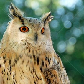 owl by Antonio Amen - Animals Birds