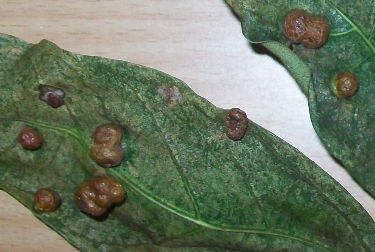 Leaf galls