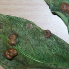 Leaf galls