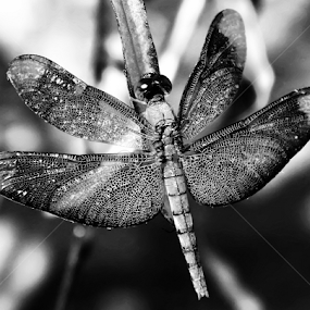 Dragonfly by Saptarshi Datta - Black & White Animals