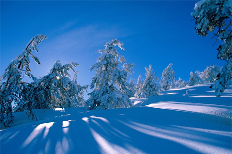 Free Download Best Winter Wallpapers APK