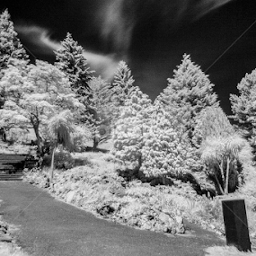 Happy Valley Infrared 2 by Dylan Barlow - Novices Only Flowers & Plants