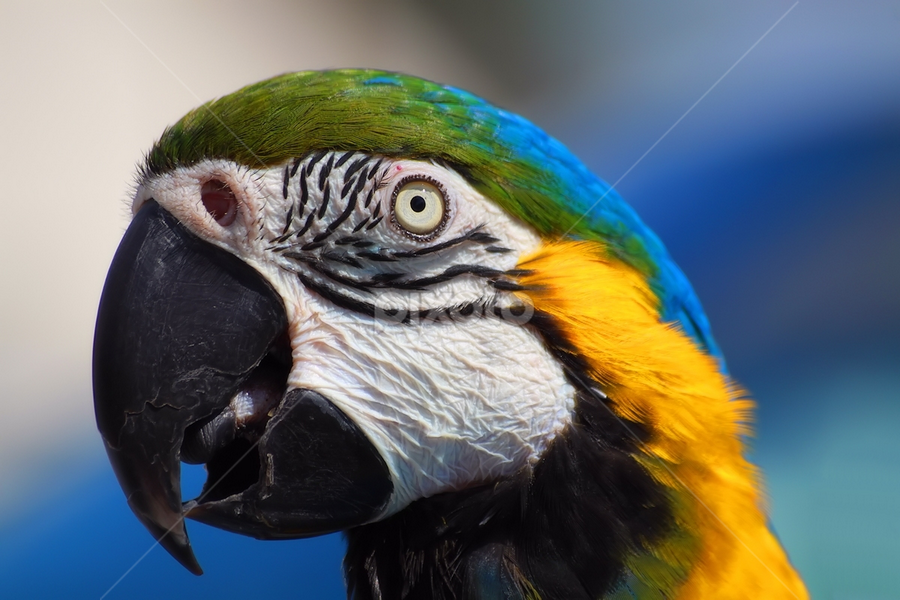 Parrot by Stjepan Hranilovic - Animals Birds