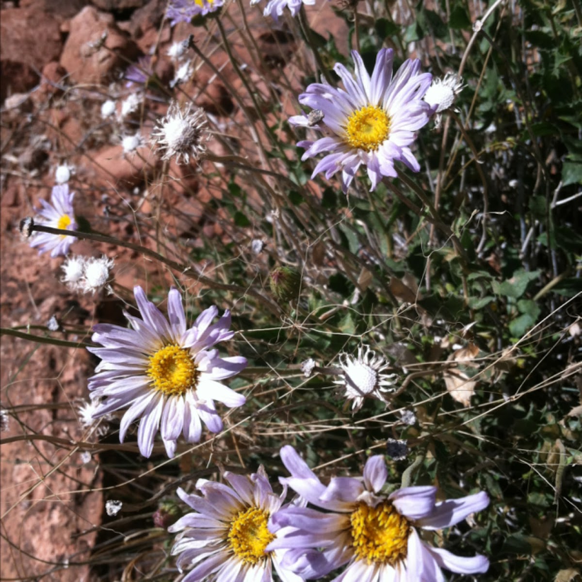 Mohave aster