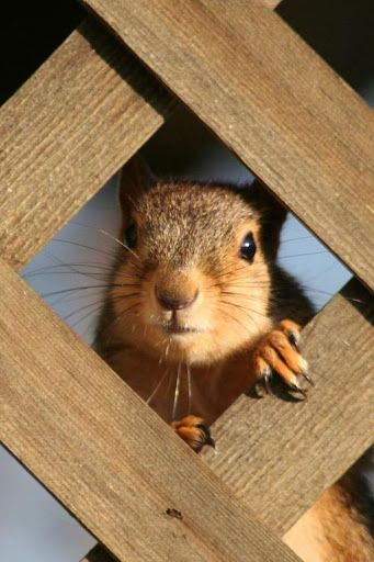免費下載個人化APP|Cute Squirrel Glittering LWP app開箱文|APP開箱王