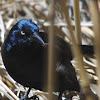 Common Grackle