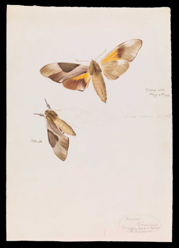 Double Headed Hawk Moth, Coequosa triangularis