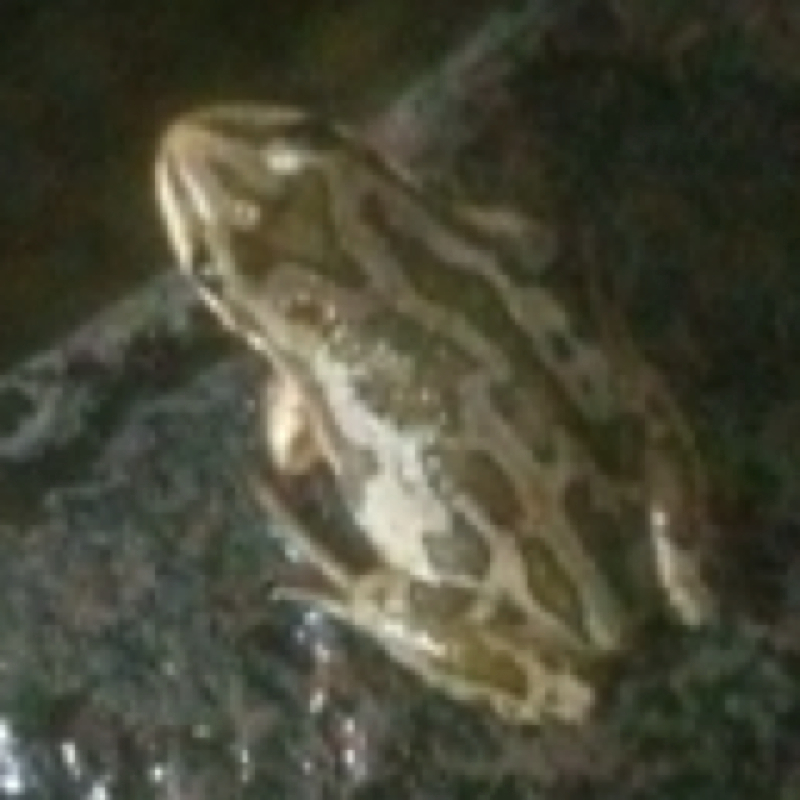 Boreal Chorus Frog