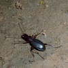 Romualdo's Ground Beetle / Romualdov špiljski trčak