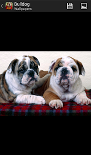 How to mod Bulldogs - HD Wallpapers patch 1.0.3 apk for pc