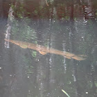 Florida Gar