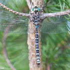 Canada Darner Dragonfly