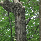 Hairy Woodpecker?