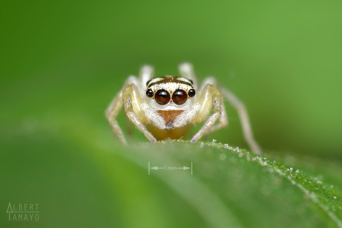 Jumping Spider