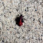 Boxelder Bug