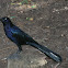 boat tailed grackle