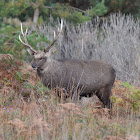 Sika Deer