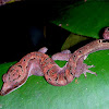 Malaysian Cat Gecko