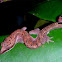Malaysian Cat Gecko