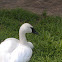 Trumpeter Swan