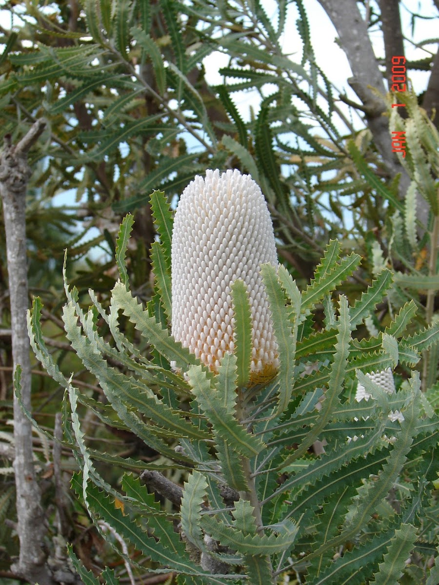 Acorn Banksia