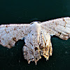 Epiplemiine Moth