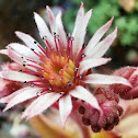 Jovibarba flower
