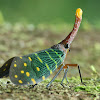 Intricate Lantern Bug
