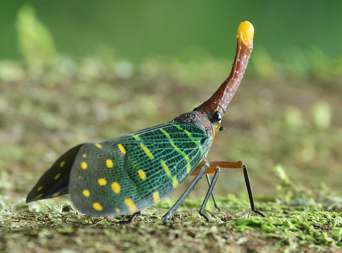 Intricate Lantern Bug