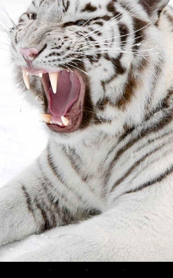 Tiger Live Wallpaper - screenshot