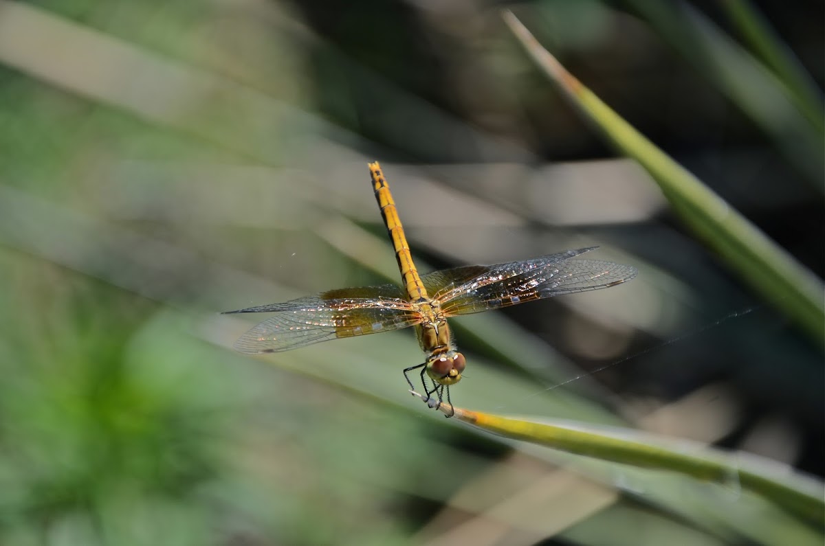 Band-Winged Meadowhawk
