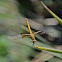 Band-Winged Meadowhawk
