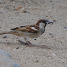 House Sparrow / Chittu kuruvi (சிட்டுக்குருவி)