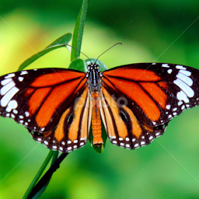 PLAIN TIGER by Subhadeep Das - Animals Insects & Spiders
