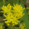 Reflexed Stonecrop