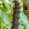 Buck Moth Larva