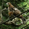 Red Tailed Hawk (juvenile)