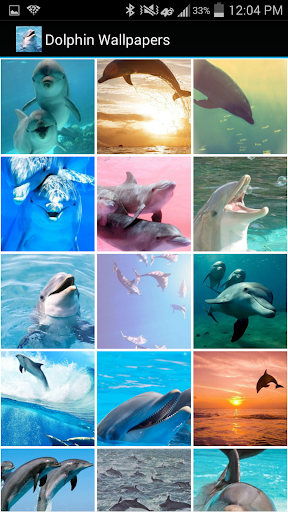 Dolphin Wallpapers